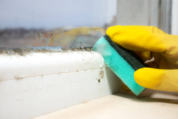 Best Basement Mold Removal  in Sandy Oaks, TX